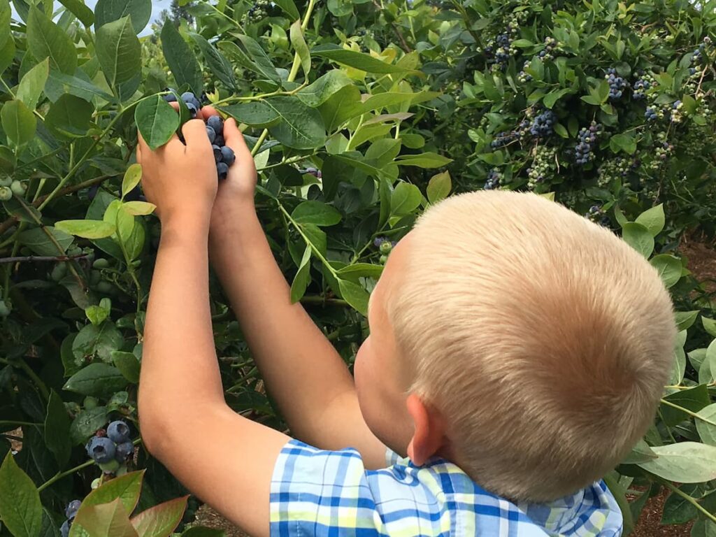 Blueberry picking