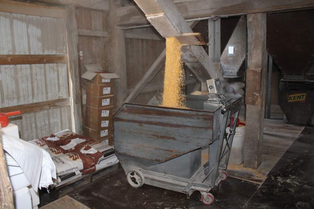 Non-GMO corn pours from an overhead chute into a wheeled weigh buggy inside the timber-framed mill.